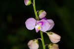 Showy milkwort